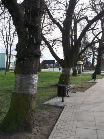 Ratujemy kasztanowce