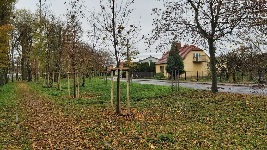 Wykonanie nasadzeń na terenie Miasta i Gminy Piotrków Kujawski