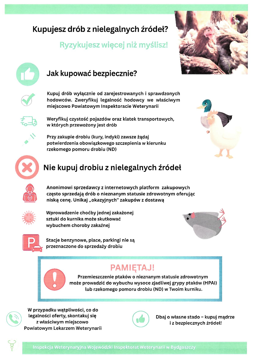 Kupujesz drób z nielegalnych źródeł ? Ryzykujesz więcej niż myślisz!